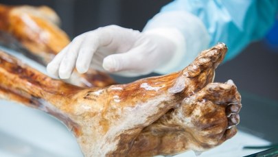 Ponad 5000 lat mikrobiomu Ötziego. Niezwykłe odkrycie naukowców