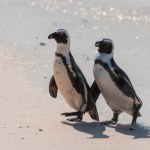 Ponad 60 tys. pingwinów afrykańskich zdechło z głodu
