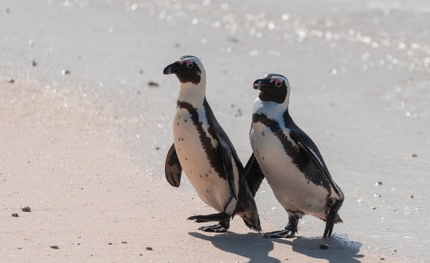 Ponad 60 tys. pingwinów afrykańskich zdechło z głodu