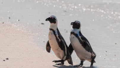 Ponad 60 tys. pingwinów afrykańskich zdechło z głodu