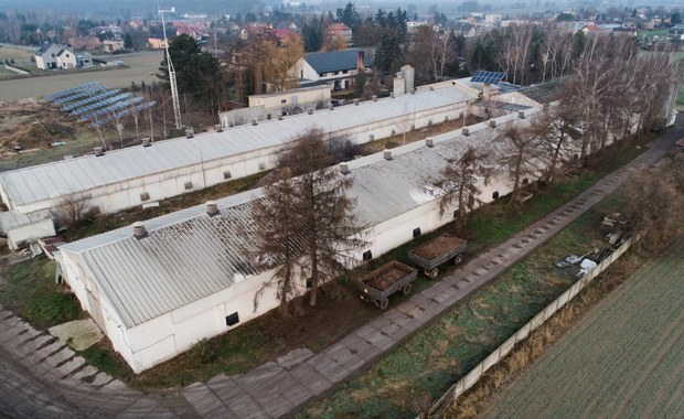 Ponad 60 tysięcy kur do zabicia. Powód? Ptasia grypa