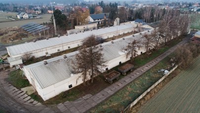 Ponad 60 tysięcy kur do zabicia. Powód? Ptasia grypa