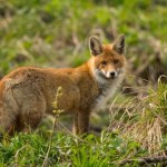 Ponad 700 tys. dawek w 3 dni. Wkrótce akcja szczepienia lisów