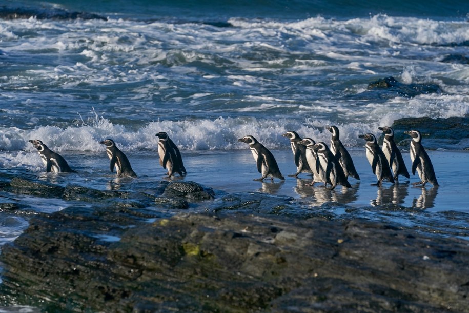 Ponad 730 pingwinów znaleziono na plażach stanu Sao Paulo, na południowym wschodzie Brazylii. /Shutterstock