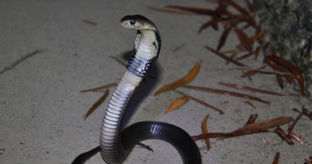 Ponad metrowy wąż czekał pod drzwiami domu 66-latki. /Thomas Brown - Flickr: Juvenile Chinese Cobra (Naja atra) 眼鏡蛇, CC BY 2.0 /Wikimedia