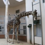 Ponad pół miliona osób odwiedziło krakowski ogród zoologiczny