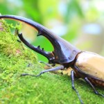 temperatury Ponad połowa owadów w Amazonii jest zagrożona. Jeden winowajca