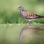 Ponad połowa ptaków jest zagrożona wyginięciem. Co się dzieje?