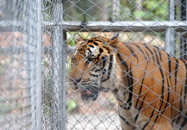 Ponad połowy tygrysów nie udało się uratować /NARONG SANGNAK    /PAP/EPA