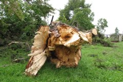 Ponad stuletni świerk zwalił się na dom