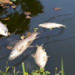 Ponad tonę śniętych ryb w Kanale Gliwickim. Trwa akcja odławiania