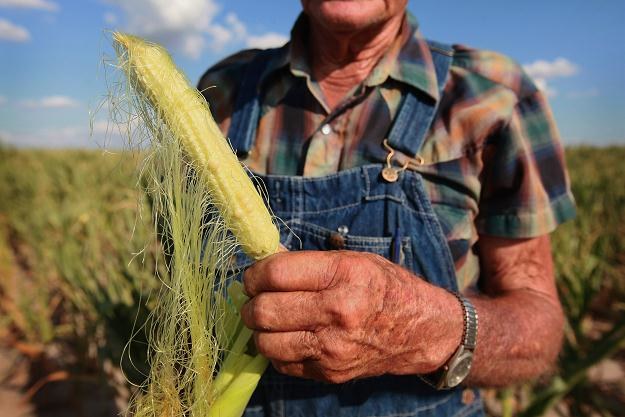 Ponad trzy czwarte amerykańskich upraw kukurydzy i soi dotkniętych suszą /AFP