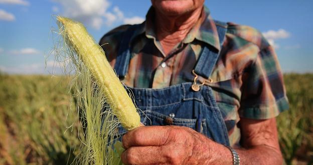 Ponad trzy czwarte amerykańskich upraw kukurydzy i soi dotkniętych suszą /AFP