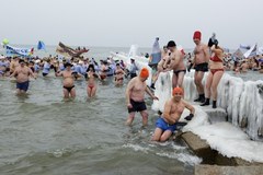 Ponad tysiąc morsów wykąpało się w Bałtyku