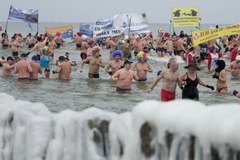 Ponad tysiąc morsów wykąpało się w Bałtyku