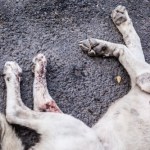 Ponad tysiąc zaniedbanych psów. Akt oskarżenia w sprawie schroniska w Radysach