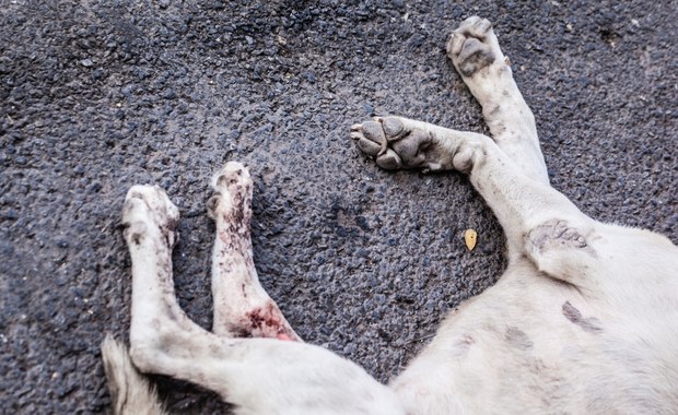 Ponad tysiąc zaniedbanych psów. Akt oskarżenia w sprawie schroniska w Radysach