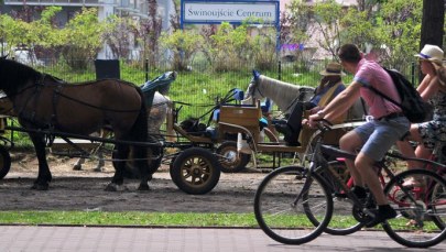 Poobdzierany do krwi koń przewoził ludzi. Właściciel do strażników: "Ugotujcie sobie z niego zupę"
