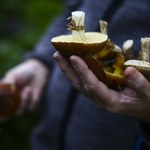 Popadał letni deszcz. Jak szybko urosną grzyby w lesie?