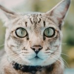 internet Popełniamy fatalne błędy wobec kotów. Reakcje w internecie to pokazują