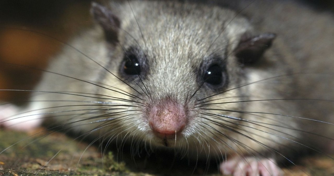 Popielica szara to uroczy gryzoń, która przesypia większą część roku /Rights Managed /East News