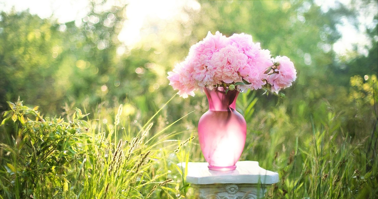 Попіклуйтеся про добриво для півоній зараз - вони гарно віддячать в кінці весни /pixabay.com