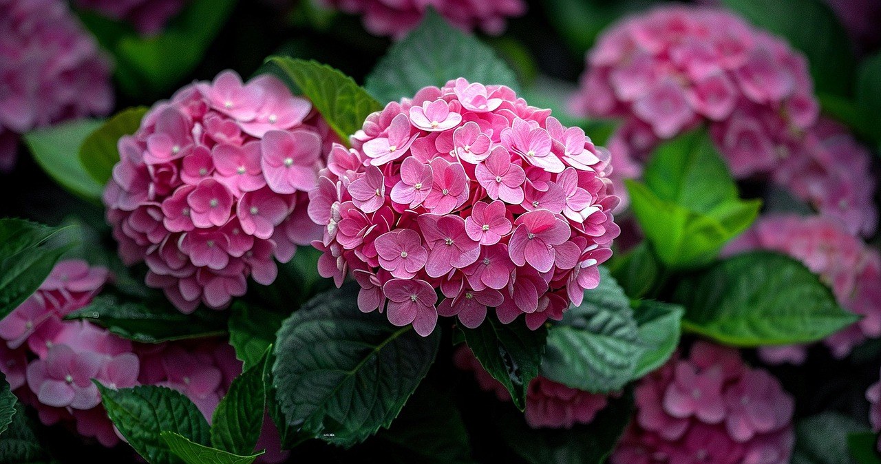 Попіклуйтеся про гортензію у грудні - вона віддячить вам в новому сезоні /pixabay.com