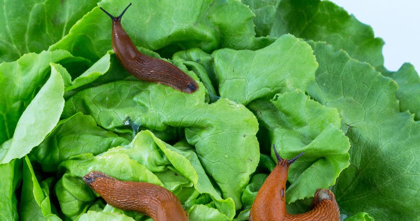 Popiół drzewny przydaje się do zwalczania problemu ze ślimakami w ogrodzie /123RF/PICSEL