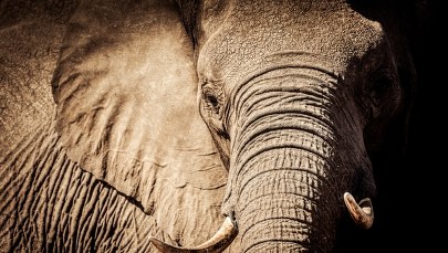 Popłoch we włoskim miasteczku. Ulicami spacerował słoń