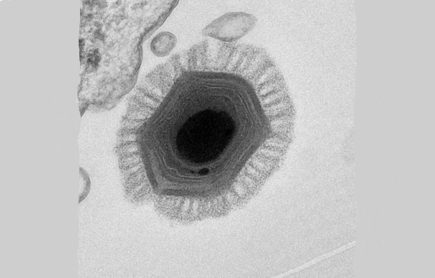Poprzedni rekordzista - Megavirus chilensisa /materiały prasowe