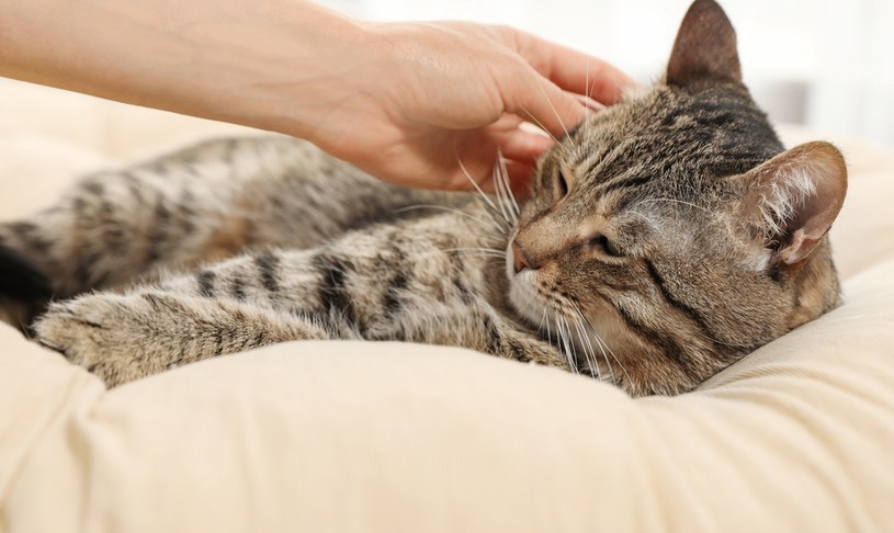 Poprzez spanie z kotem można nawiązać z nim szczególną więź /123RF/PICSEL