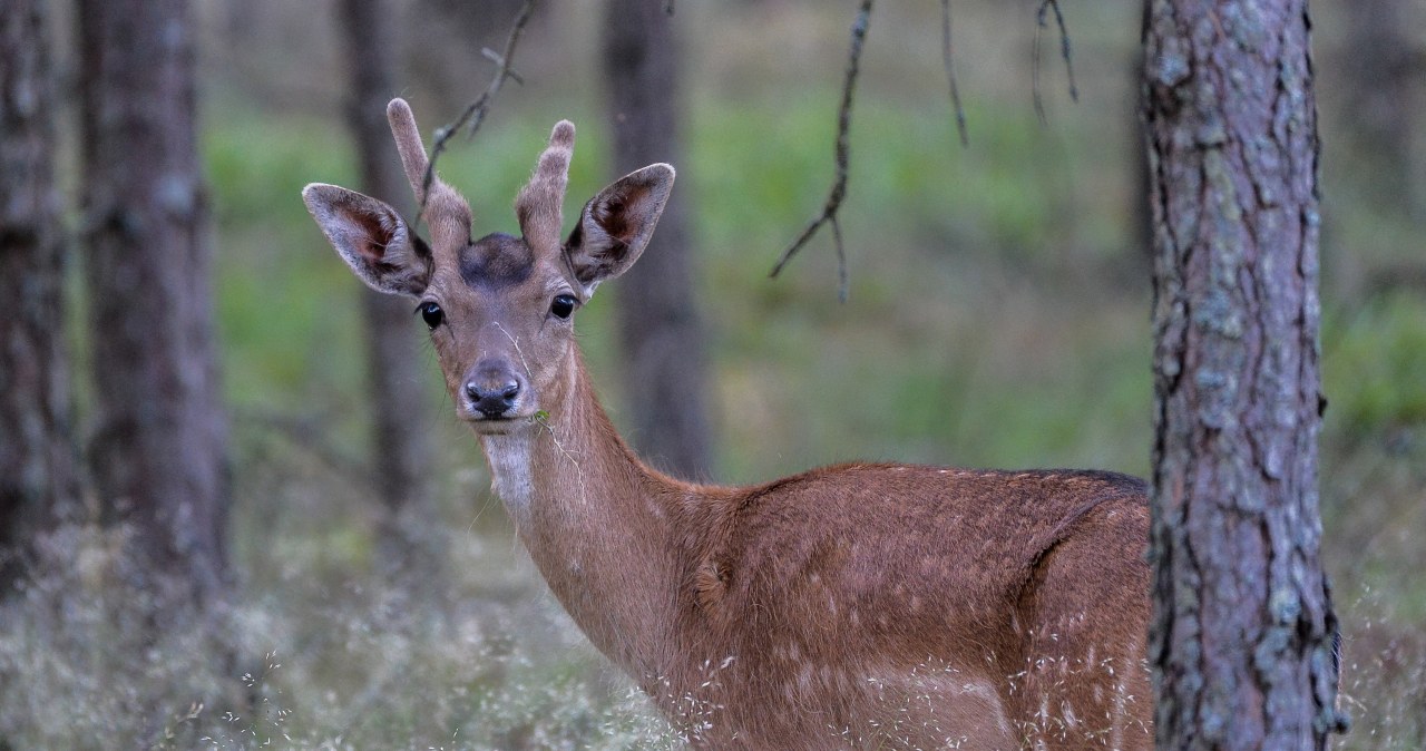 Populacja danieli w Polsce stale rośnie /GERARD/REPORTER /East News