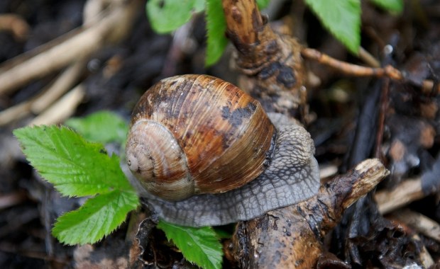 "Populacja jest osłabiona". Co ze zbiorem winniczków na Warmii i Mazurach?