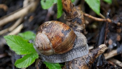 "Populacja jest osłabiona". Co ze zbiorem winniczków na Warmii i Mazurach?
