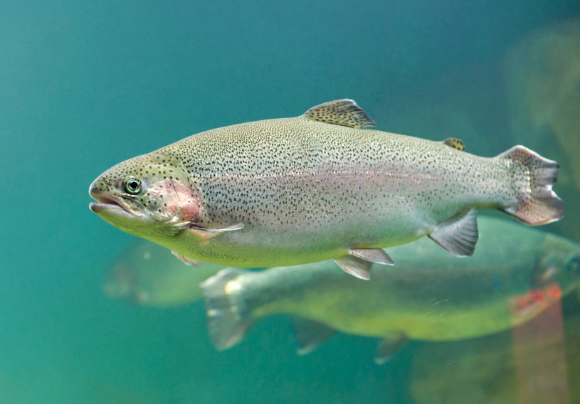 Populacja ryb żyjących w naturze nie jest w stanie zaspokoić rosnącego popytu na białko zwierzęce /123RF/PICSEL