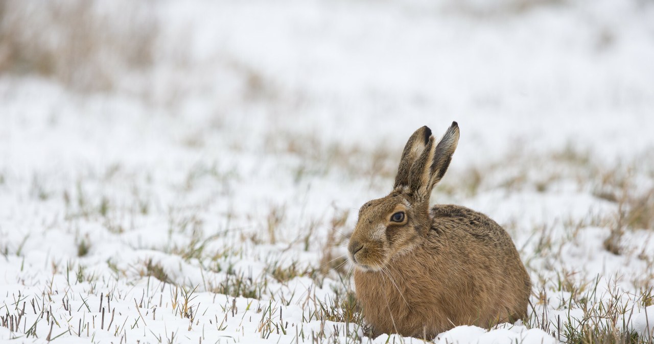 Populacja szaraków w Polsce ma szansę znów wzrosnąć. /Frederic Desmette / Biosphoto /East News