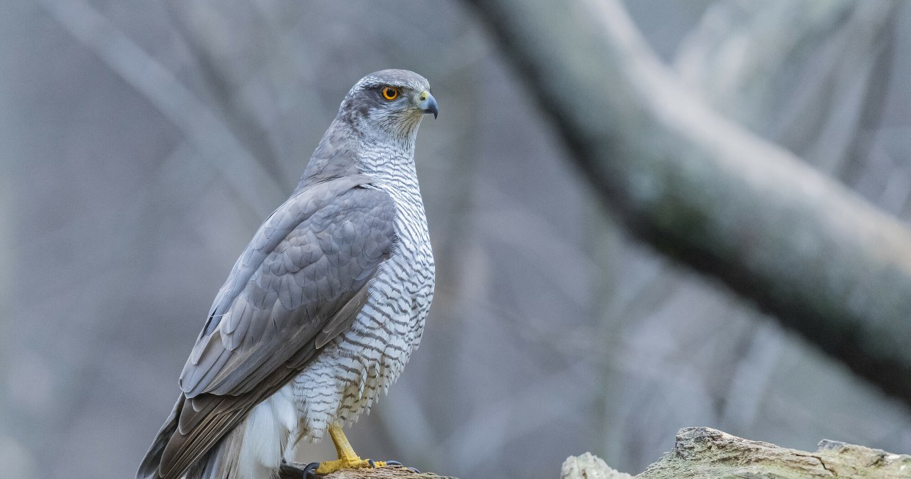 Populacja tego gatunku maleje. Poznaj wyniki badań naukowców z Białegostoku /Saverio Gatto / Biosphoto/Bios Photo/East News /East News