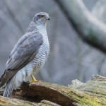 ptaki Populacja tego gatunku powoli maleje. Co jest przyczyną tego zjawiska?