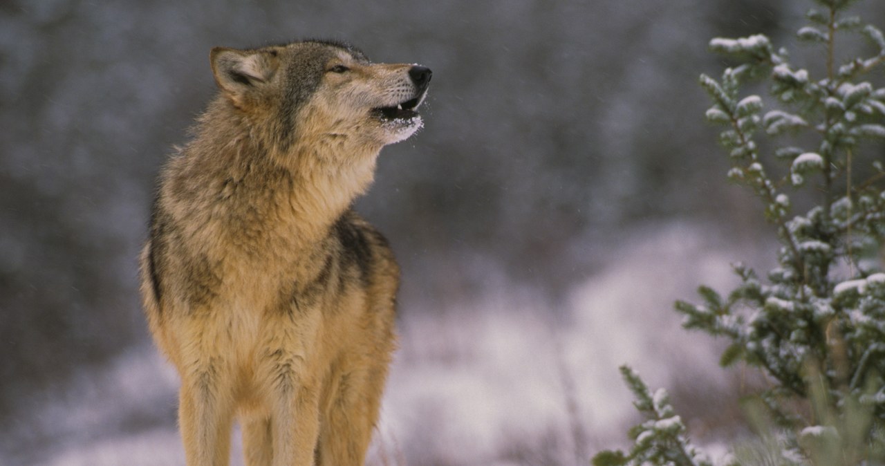 Populacja wilków w czarnobylskiej zonie odradza się /123RF/PICSEL