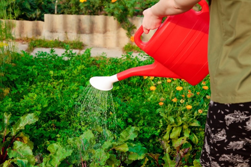 Popularne błędy w podlewaniu warzyw. To dlatego nie chcą rosnąć
