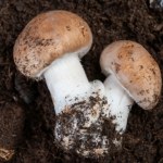 Popularne grzyby mogą być bombą witaminową. Wystarczy prosty trik