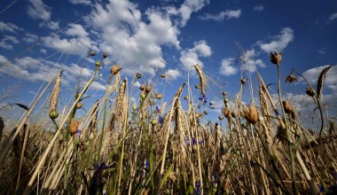 Popularne w Polsce zboże zagrożone. Zmiana klimatu może nawet potroić ceny
