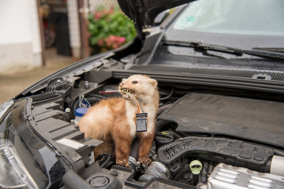 Popularne w sieci sposoby na kuny często okazują się bezskuteczne /Shutterstock
