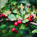 Popularny krzew na idealny żywopłot. Tworzy zielony mur nie do przejścia