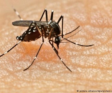 Popularny mit dot. komarów został potwierdzony