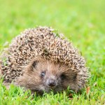 Popularny ogrodowy gadżet zabija jeże. Niemcy chcą nocnego zakazu