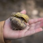 Popularny polski grzyb może być groźny? Naukowcy wciąż badają sprawę