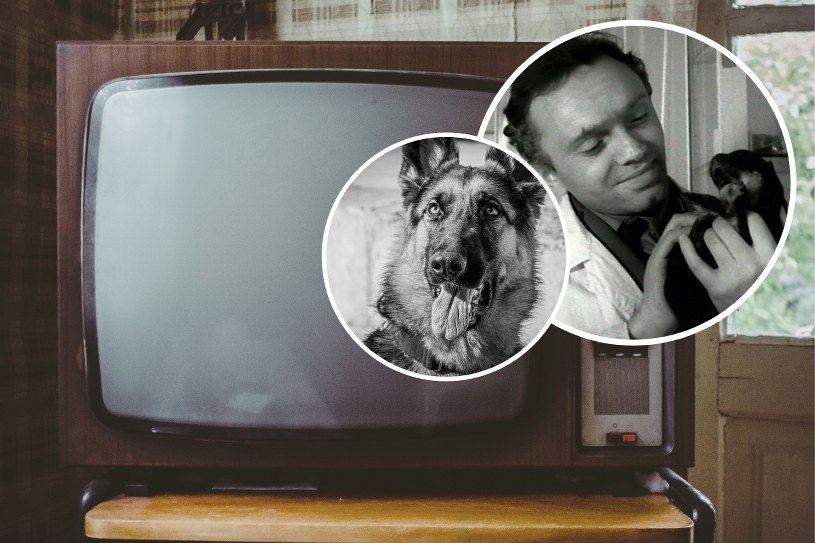 Popularny serial z czasów PRL-u. "Przygody psa cywila", pamiętacie? QUIZ