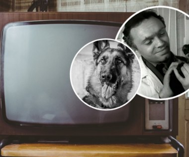 Popularny serial z czasów PRL-u. "Przygody psa cywila", pamiętacie? QUIZ