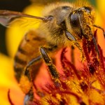 Popularny środek chwastobójczy może zabijać pszczoły 